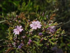Limonium cordatum