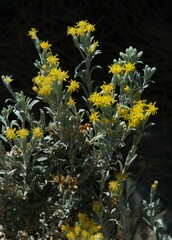 Tetradymia canescens