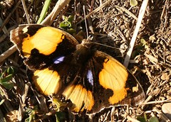 Junonia hierta cebrene