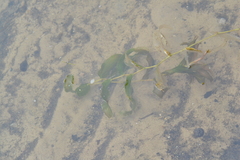 Potamogeton praelongus