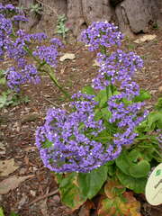 Limonium macrophyllum