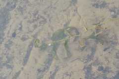 Potamogeton praelongus