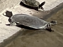 Apalone spinifera guadalupensis