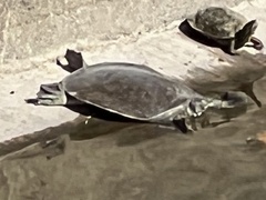 Apalone spinifera guadalupensis