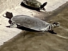 Apalone spinifera guadalupensis