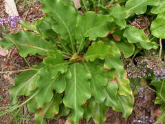 Limonium macrophyllum