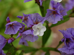 Limonium macrophyllum