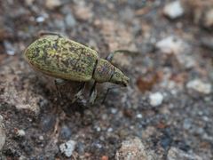 Phyllobius pomaceus