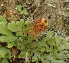 Dicyrtomina ornata