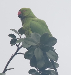 Psittacula krameri