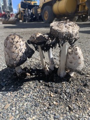 Coprinus comatus