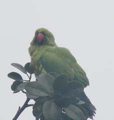 Psittacula krameri