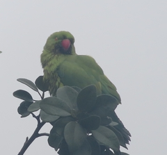 Psittacula krameri