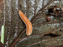 Buzoniinae