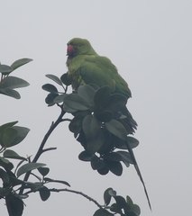 Psittacula krameri