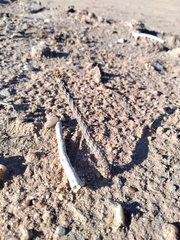 Pterocactus tuberosus