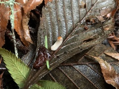 Buzoniinae