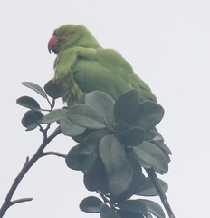 Psittacula krameri