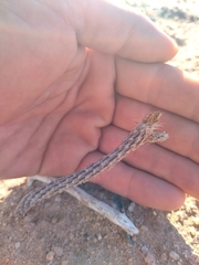 Pterocactus tuberosus