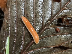 Buzoniinae