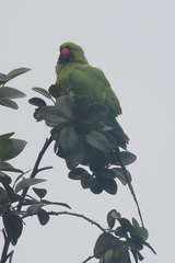 Psittacula krameri