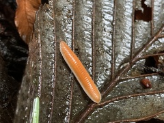 Buzoniinae
