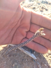 Pterocactus tuberosus