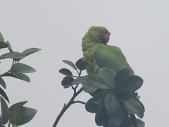 Psittacula krameri