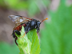 Cimbex femoratus