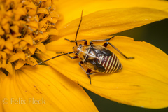 Neocapsus