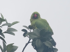 Psittacula krameri