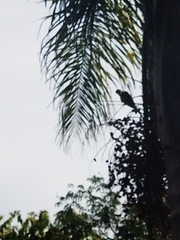 Myiopsitta monachus