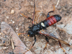 Cimbex femoratus