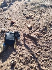 Pterocactus tuberosus