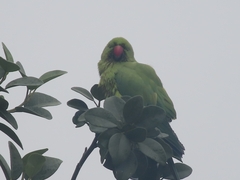 Psittacula krameri