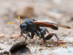 Cimbex femoratus