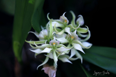 Prosthechea fragrans