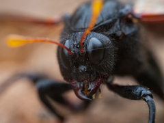 Cimbex femoratus