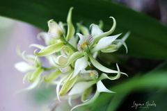 Prosthechea fragrans