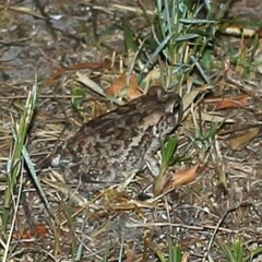 Sclerophrys gutturalis