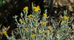 Tetradymia canescens
