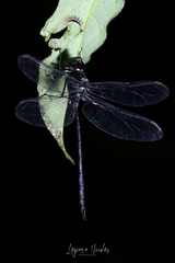 Gynacantha membranalis