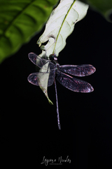 Gynacantha membranalis