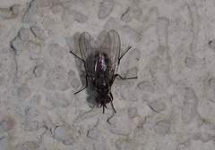 Limnophora maculosa
