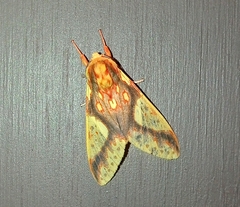 Symphlebia