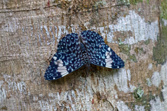Hamadryas amphinome