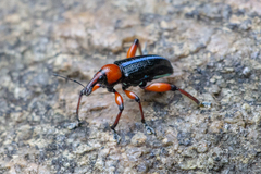 Lasiocnemoides ruficollis