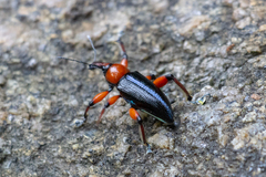 Lasiocnemoides ruficollis