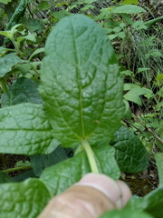 Escobedia grandiflora