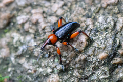 Lasiocnemoides ruficollis